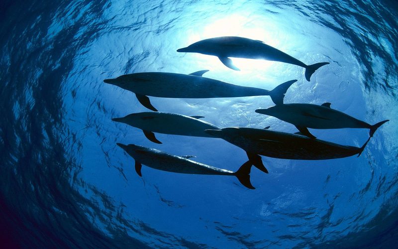 A pod of dolphins seen from below, against sunlight filtering through deep blue water