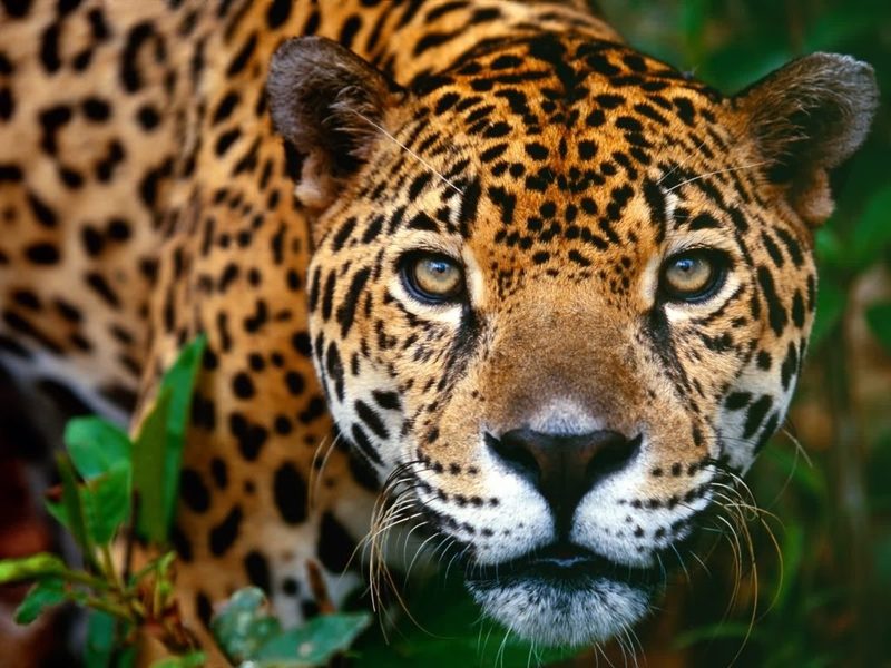 Close-up of a jaguar looking straight at the camera through leaves