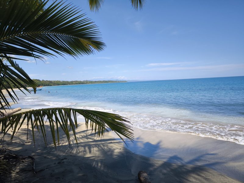Palm fronds over a quiet beach and shoreline