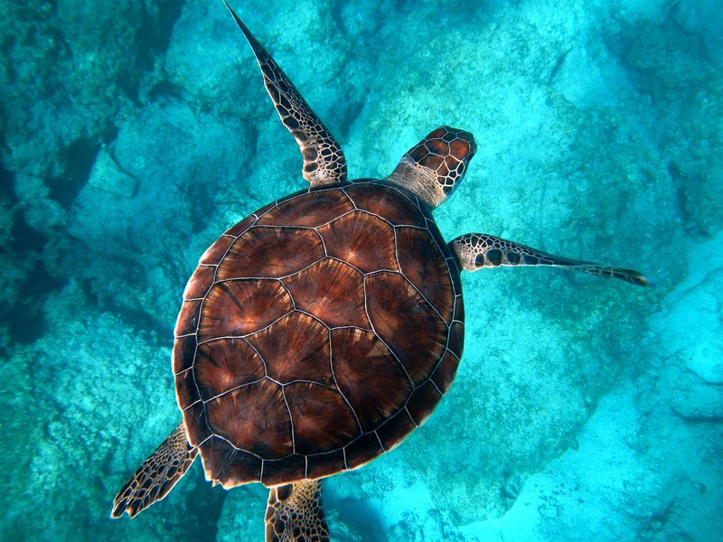A sea turtle swimming over a reef in clear turquoise water